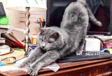 Cat stretching out over a home computer